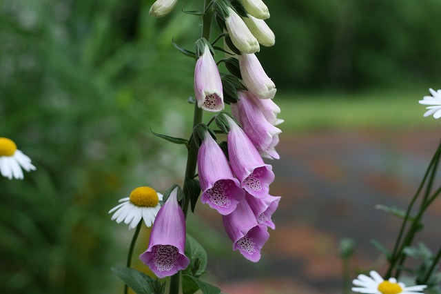 ファイル 125-1.jpg