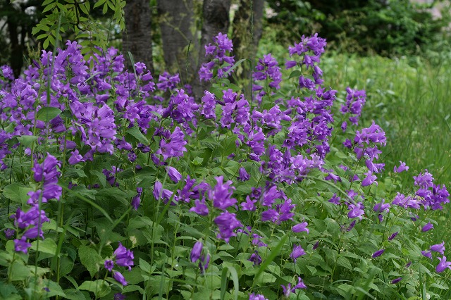 ファイル 125-2.jpg