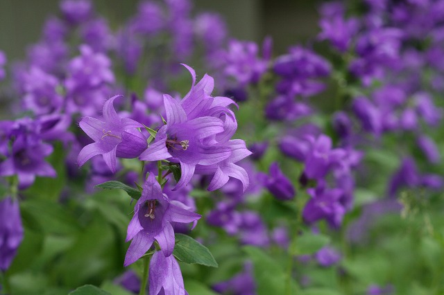 ファイル 125-3.jpg