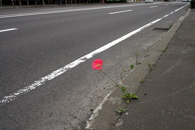 ファイル 128-1.jpg