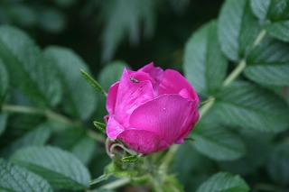 ファイル 128-2.jpg