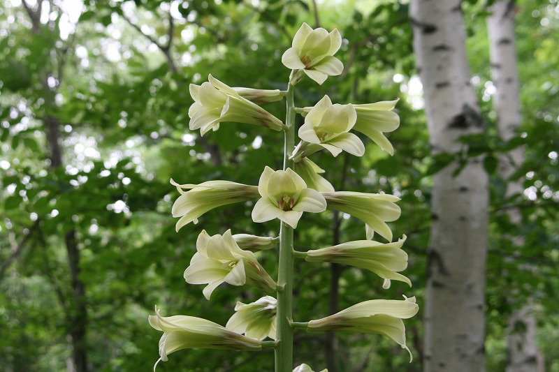 ファイル 129-3.jpg