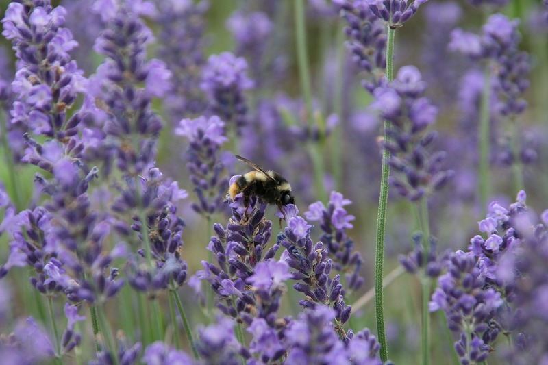 ファイル 130-2.jpg