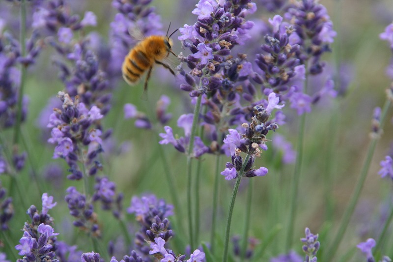 ファイル 130-3.jpg