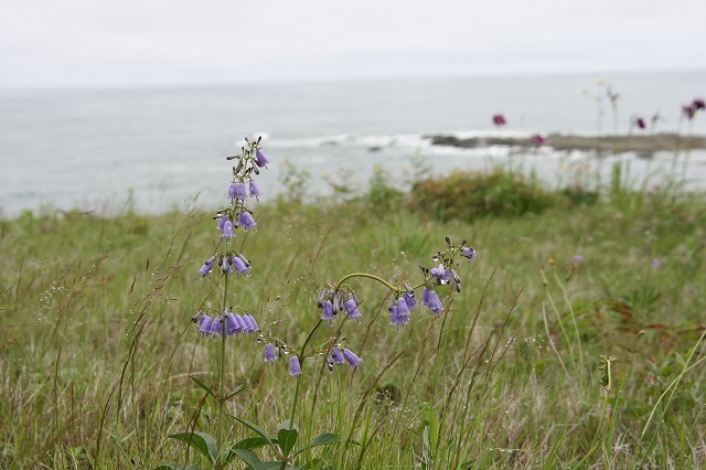 ファイル 131-1.jpg