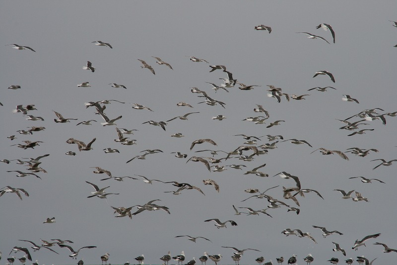 ファイル 132-2.jpg