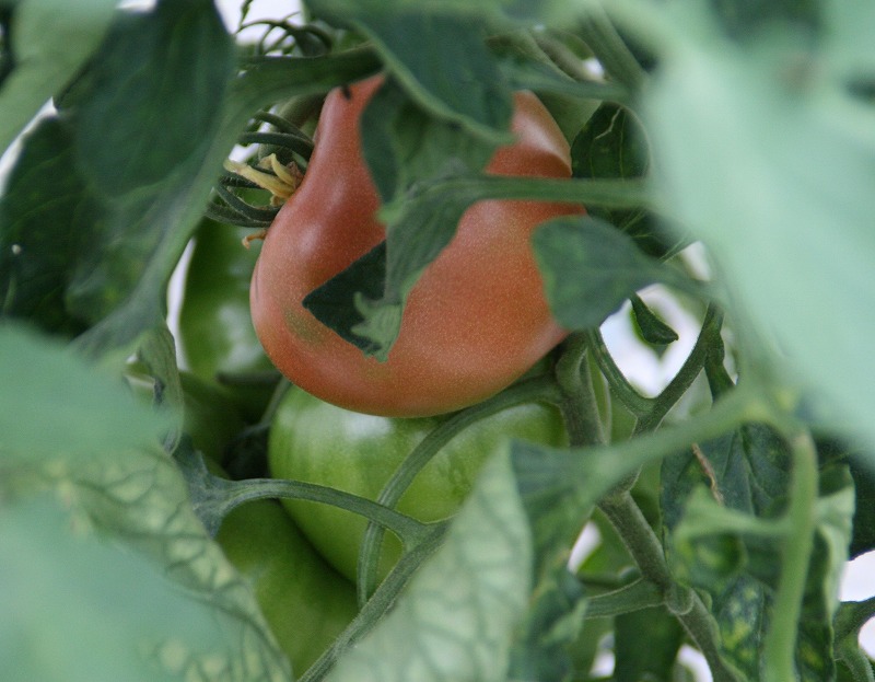 ファイル 140-1.jpg