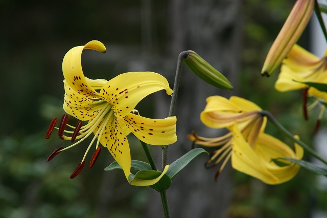 ファイル 145-5.jpg