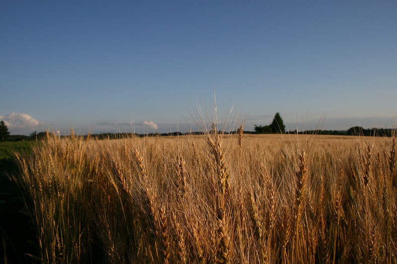 ファイル 146-2.jpg