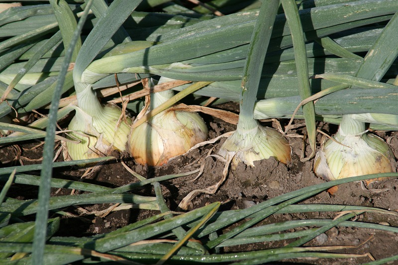 ファイル 148-3.jpg