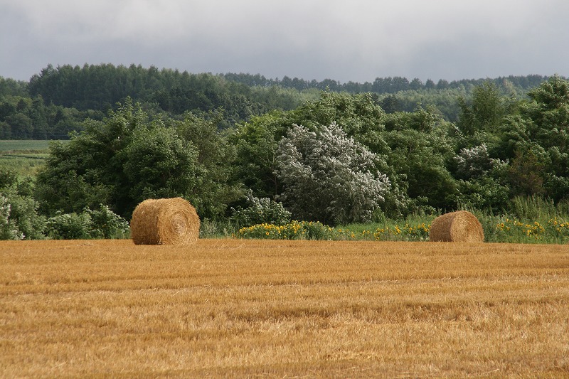 ファイル 149-1.jpg