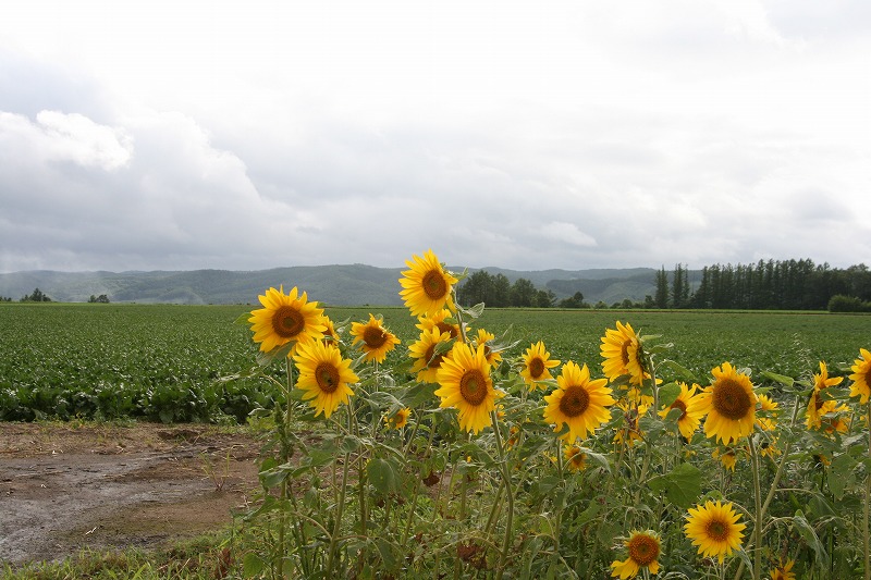 ファイル 150-3.jpg