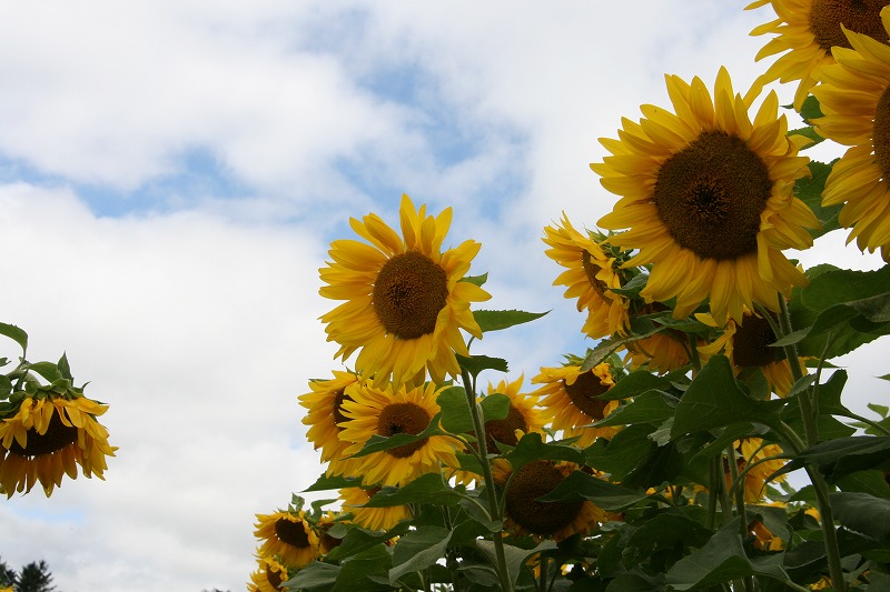 ファイル 151-1.jpg