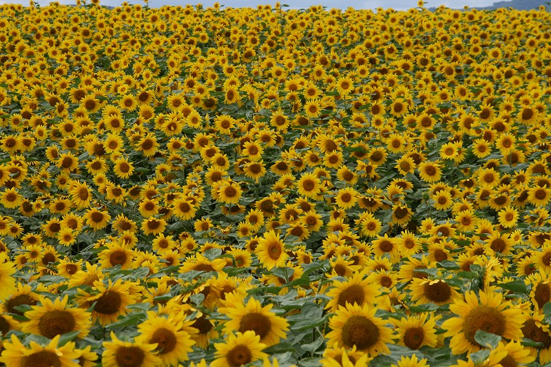 ファイル 151-2.jpg