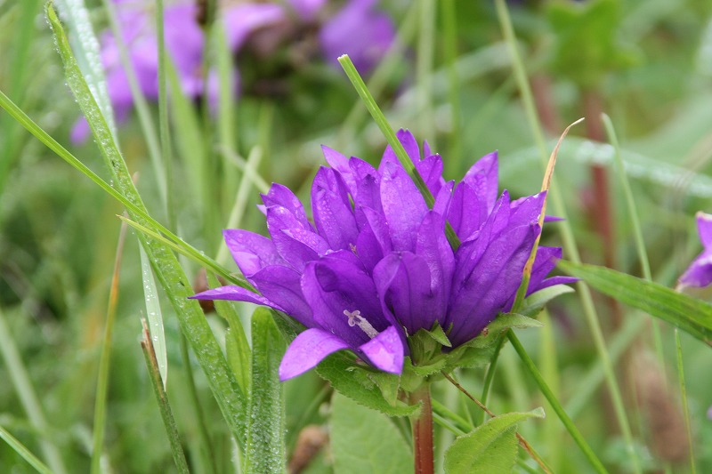 ファイル 154-1.jpg