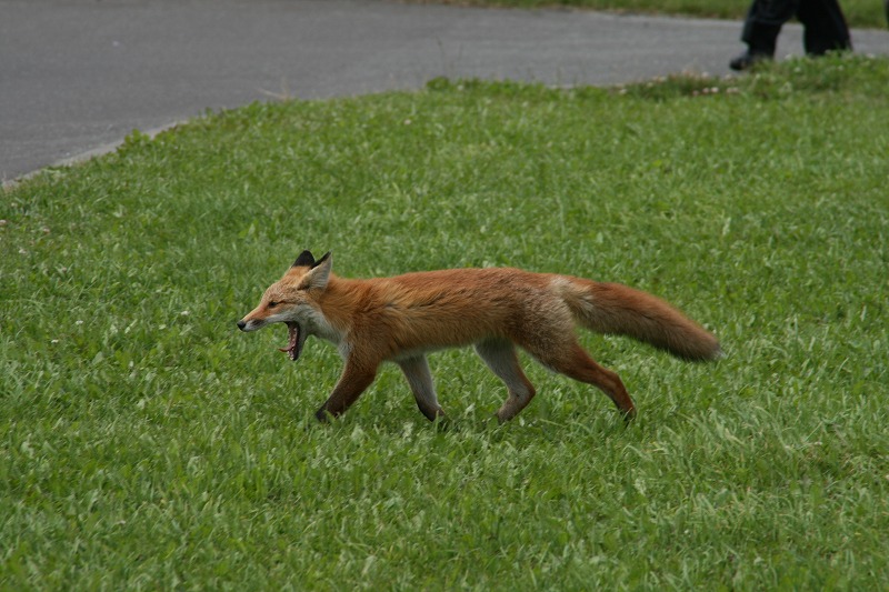 ファイル 154-2.jpg