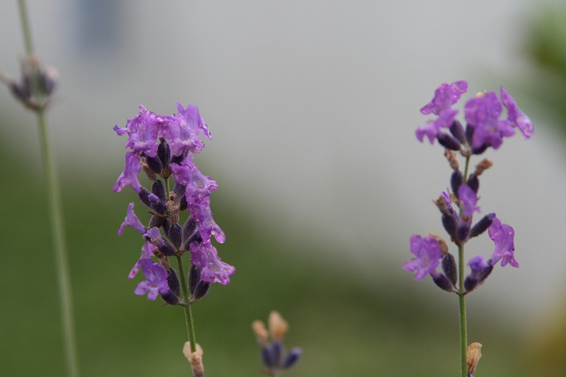 ファイル 155-1.jpg