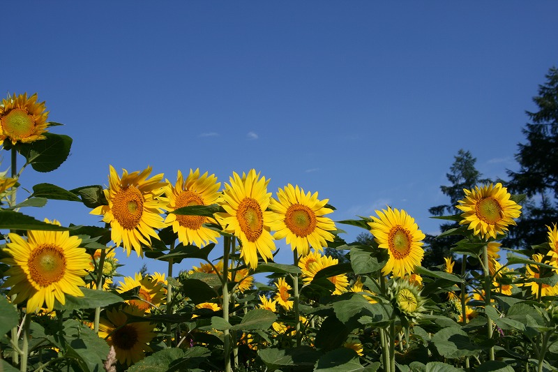 ファイル 157-2.jpg