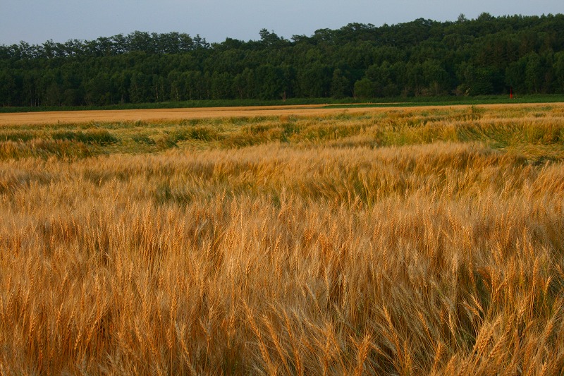 ファイル 158-3.jpg