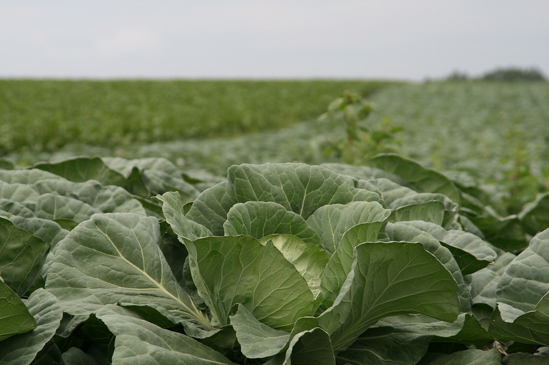 ファイル 161-1.jpg