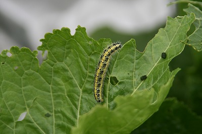 ファイル 170-1.jpg