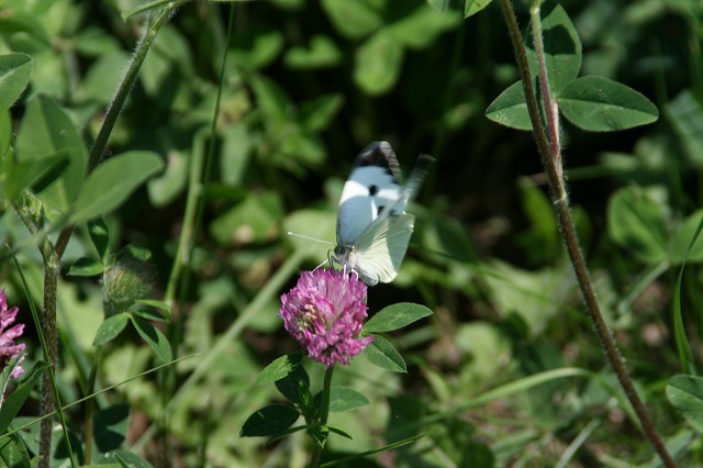 ファイル 170-2.jpg