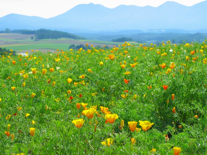 ファイル 176-3.jpg