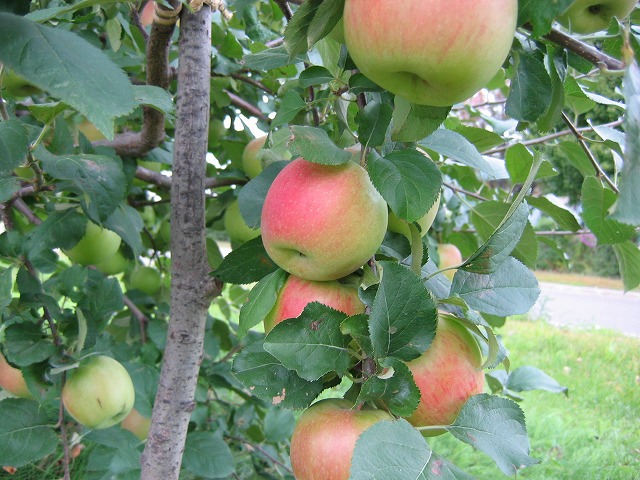 ファイル 181-1.jpg