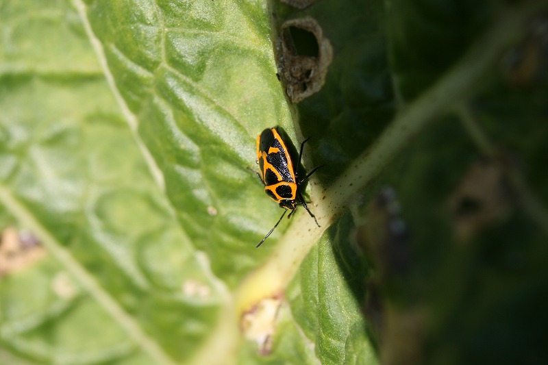 ファイル 183-1.jpg