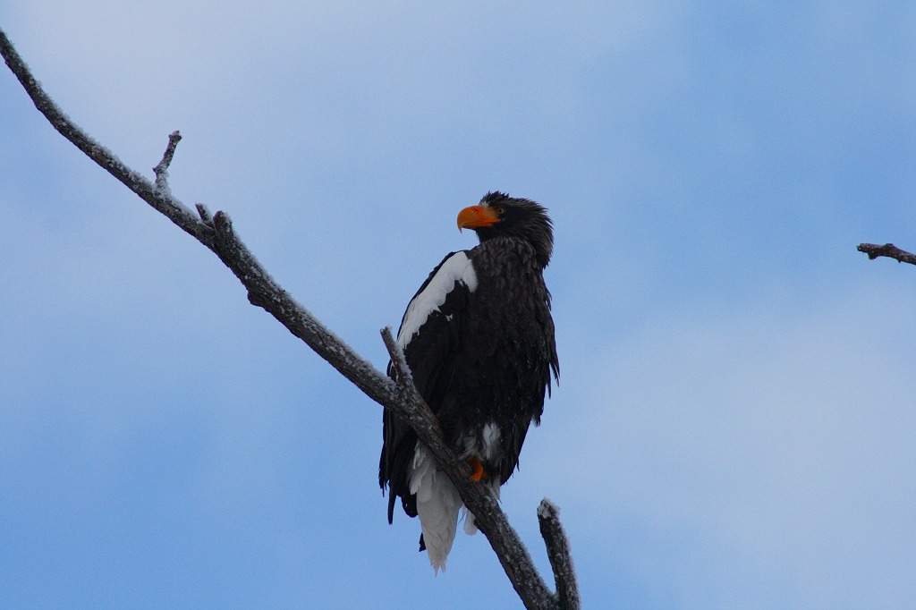 ファイル 50-1.jpg