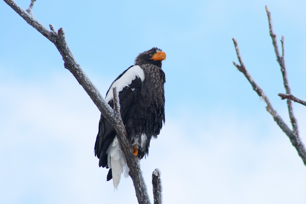 ファイル 50-2.jpg