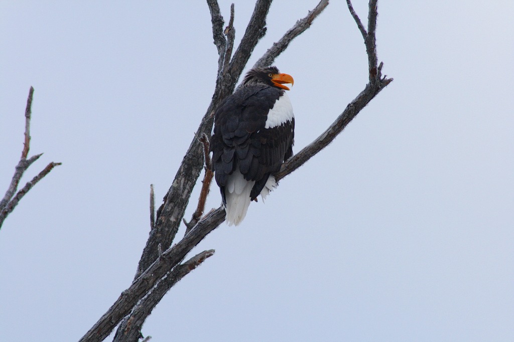 ファイル 50-3.jpg