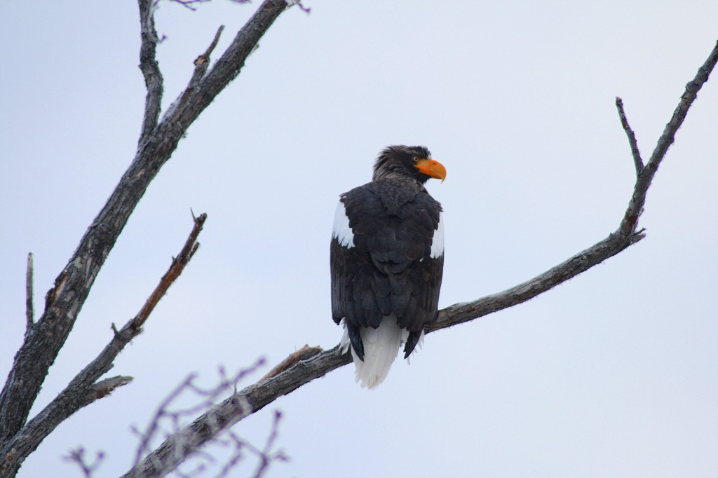 ファイル 50-4.jpg