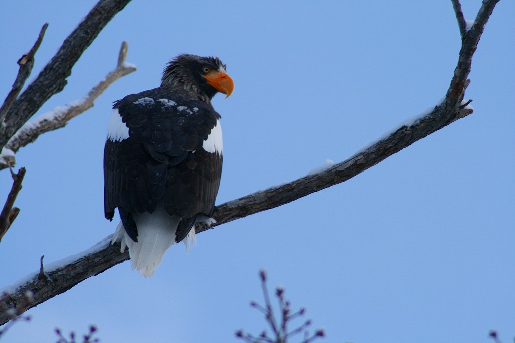 ファイル 51-1.jpg