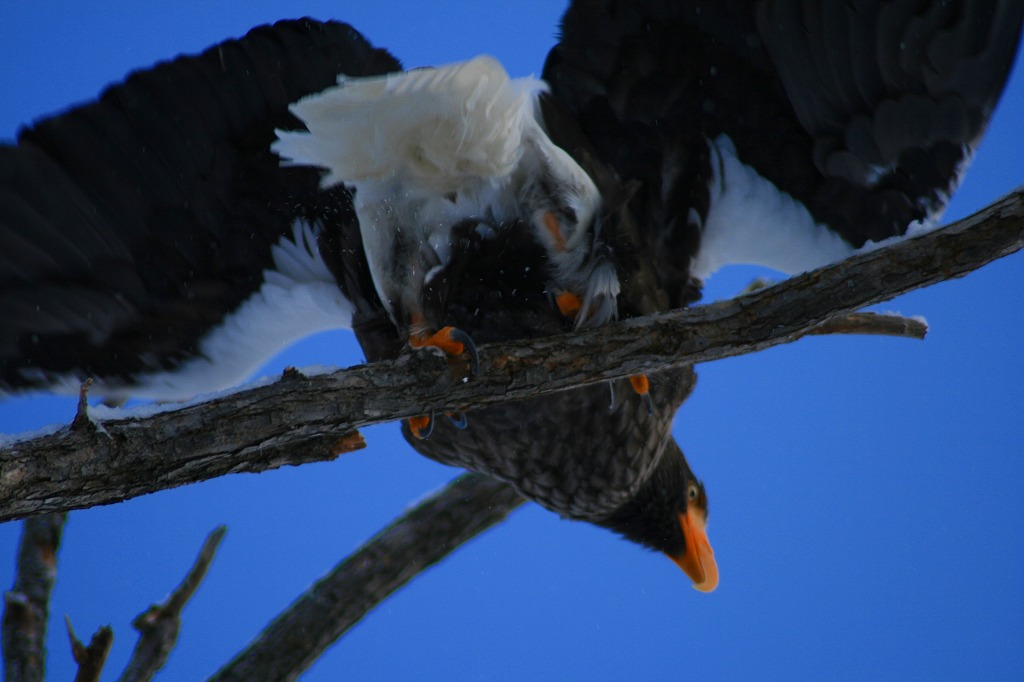 ファイル 51-2.jpg