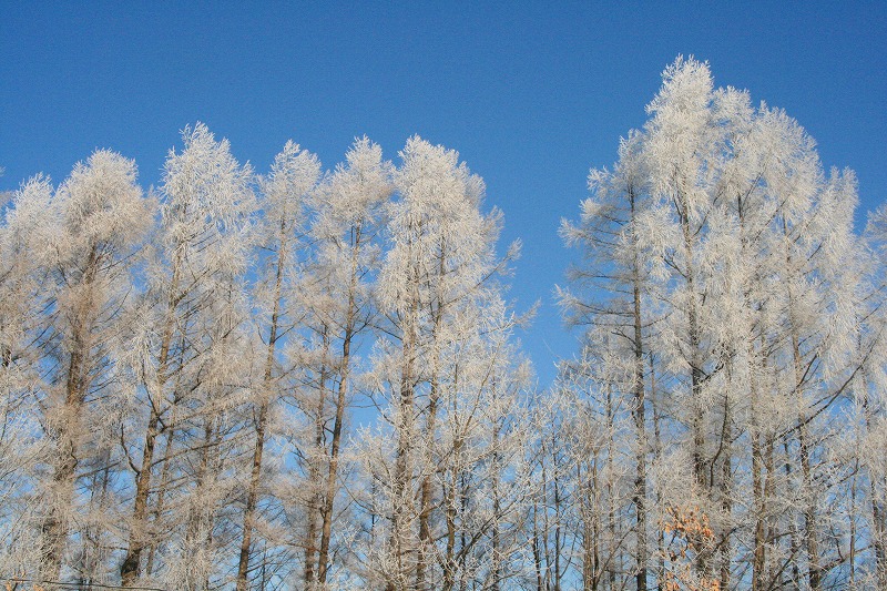 ファイル 67-1.jpg