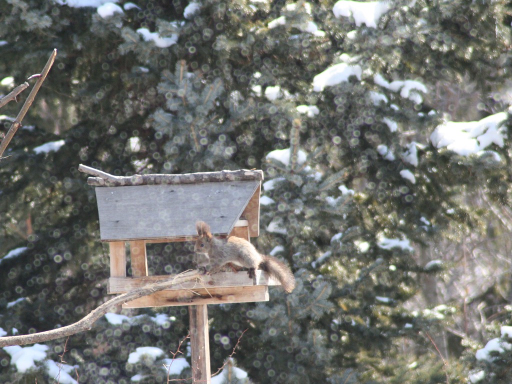 ファイル 77-1.jpg