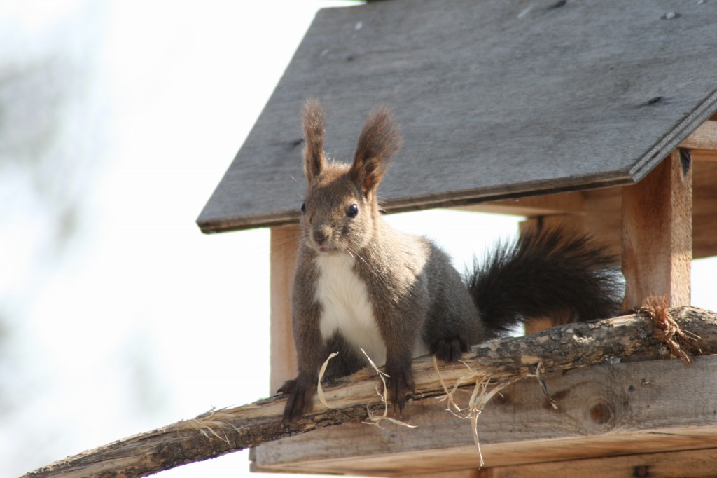 ファイル 77-4.jpg