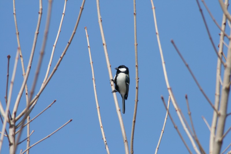 ファイル 79-1.jpg