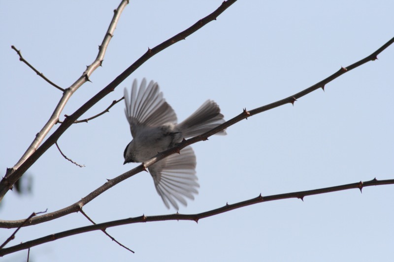 ファイル 79-2.jpg