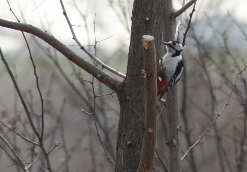 ファイル 83-2.jpg