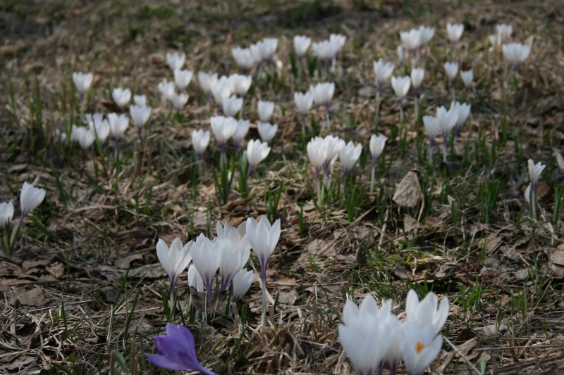 ファイル 86-1.jpg