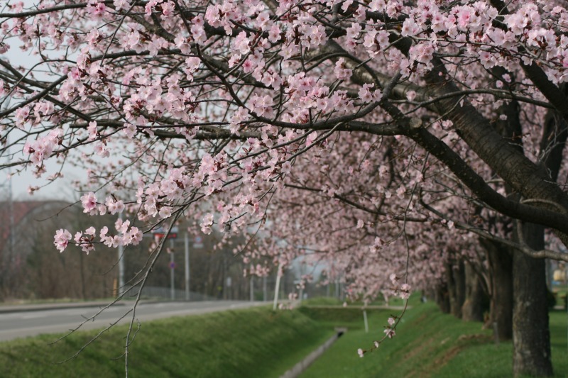 ファイル 89-1.jpg