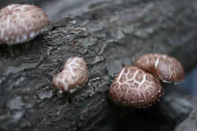 ファイル 89-3.jpg