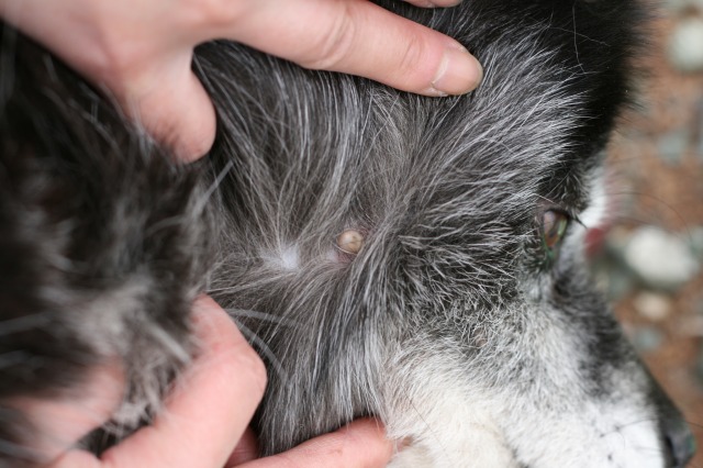 ファイル 90-1.jpg