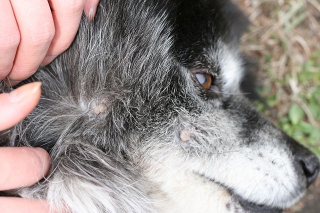 ファイル 90-2.jpg