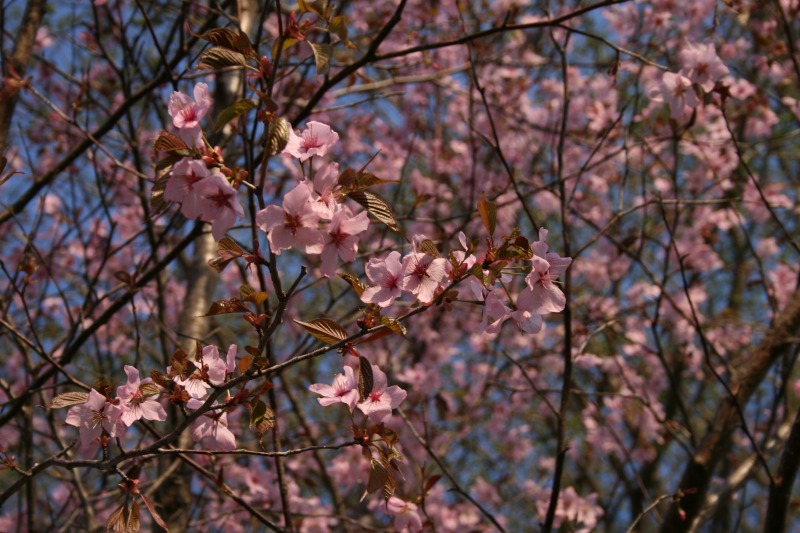 ファイル 91-1.jpg