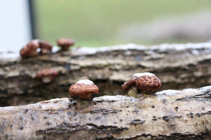 ファイル 92-2.jpg