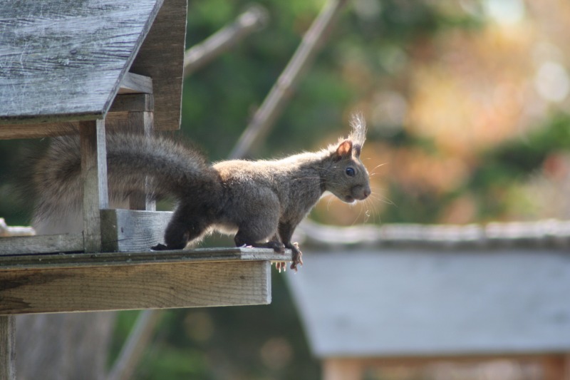 ファイル 97-3.jpg