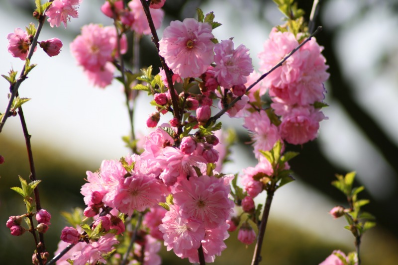 ファイル 98-1.jpg